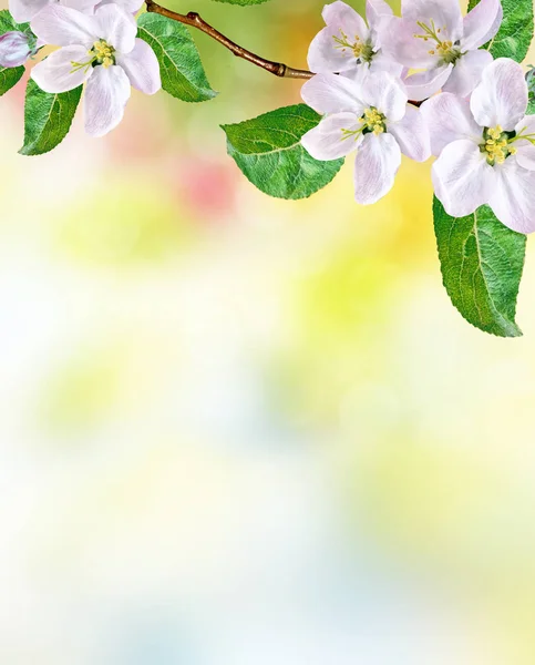 Lente landschap. Bloeiende appelboom. Tuin. — Stockfoto