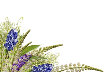 lupines güzel çiçekler üzerinde beyaz bir arka plan