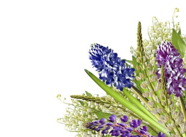 lupines güzel çiçekler üzerinde beyaz bir arka plan