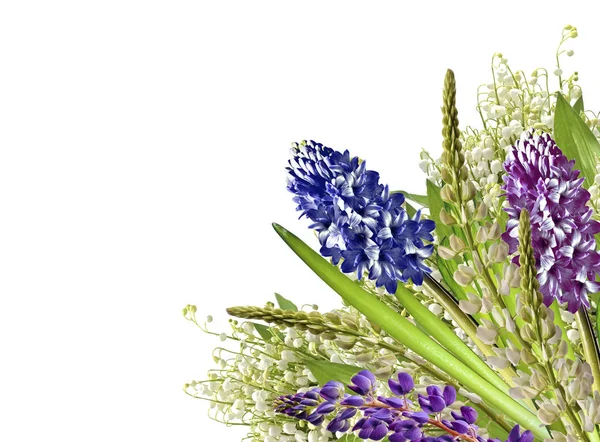 Lupines beautiful flowers on a white background — Stock Photo, Image