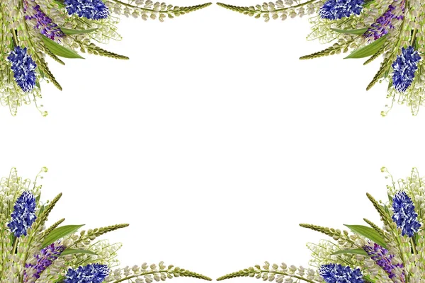 Altramuces hermosas flores sobre un fondo blanco —  Fotos de Stock