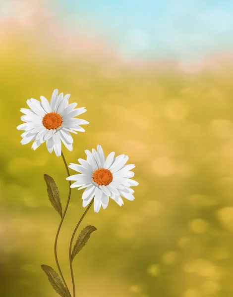 Wildflowers daisies. Summer landscape. white chamomile flowers — Stock Photo, Image
