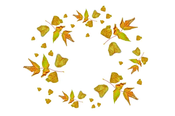 Autumn leaves isolated on white background. — Stock Photo, Image