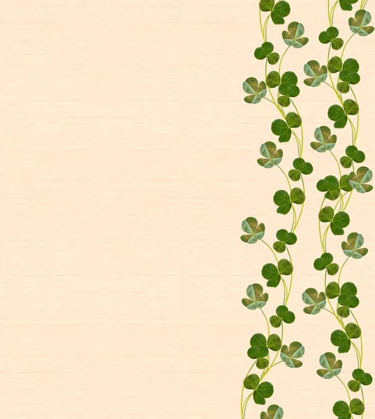 그린 클로버 잎입니다. 성 패 트 릭의 날입니다. 개미 자리 — 스톡 사진
