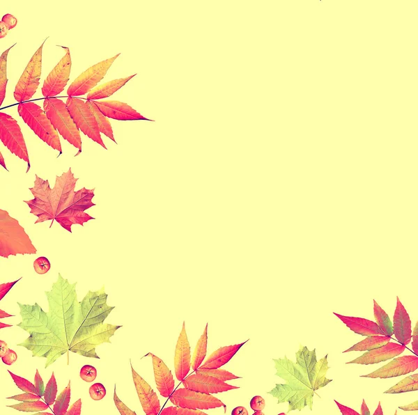 Leuchtend buntes Herbstlaub. Abstrakter Hintergrund. Zusammensetzung — Stockfoto