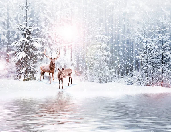 Donmuş orman. Kış manzarası. Karla kaplı ağaçlar. geyik — Stok fotoğraf