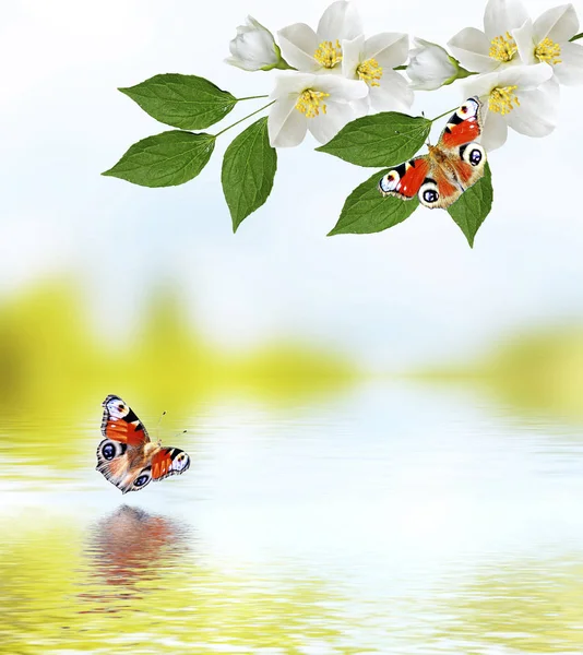 Biały jaśmin. Gałąź delikatne wiosenne kwiaty — Zdjęcie stockowe