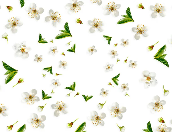 Rama floreciente de manzana aislada sobre fondo blanco. Parte superior vi — Foto de Stock