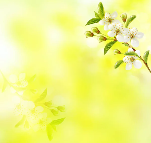 Fioritura ramo ciliegio. Luminosi fiori primaverili colorati — Foto Stock