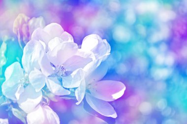 Çiçek açan elma dalı. Parlak renkli bahar çiçekleri