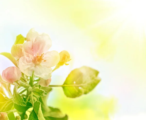 開花枝リンゴ。鮮やかな色鮮やかな春の花 — ストック写真