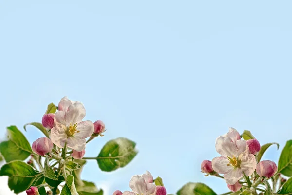 Blossoming branch apple. Bright colorful spring flowers — Stock Photo, Image