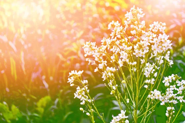 Wilde bloemen madeliefjes. Camomiles in groene gras, close-up — Stockfoto