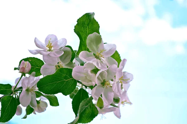 Цвіте гілка яблука. Яскраві барвисті весняні квіти — стокове фото