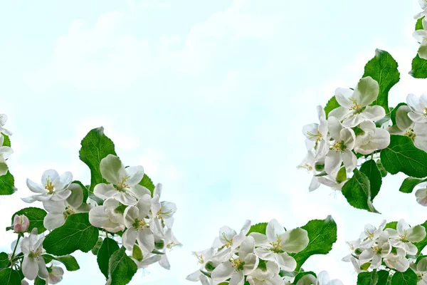 Blommande grenäpple. Ljusa färgglada vårblommor — Stockfoto