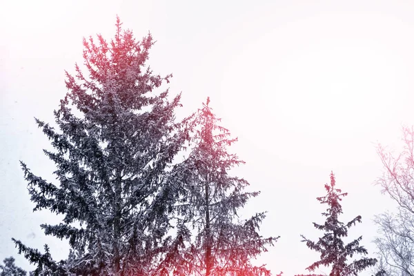 Лес в мороз. Зимний пейзаж. Заснеженные деревья. — стоковое фото
