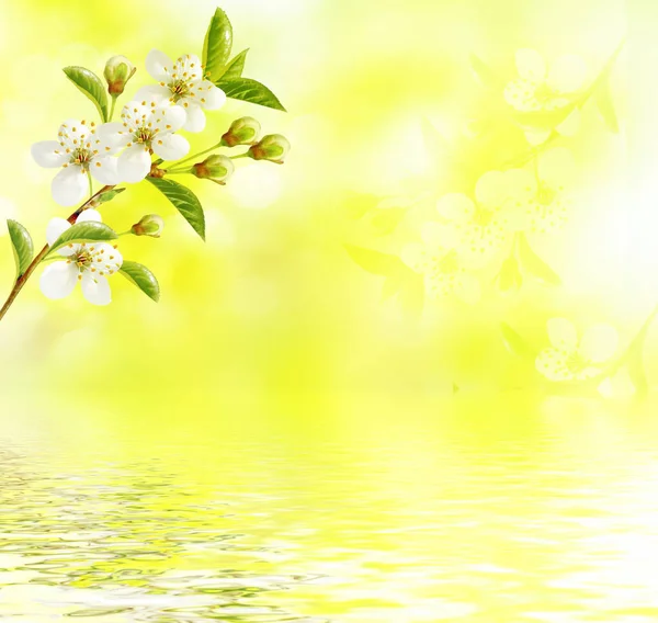 Kwitnąca gałąź wiśni. Jasne kolorowe wiosenne kwiaty — Zdjęcie stockowe