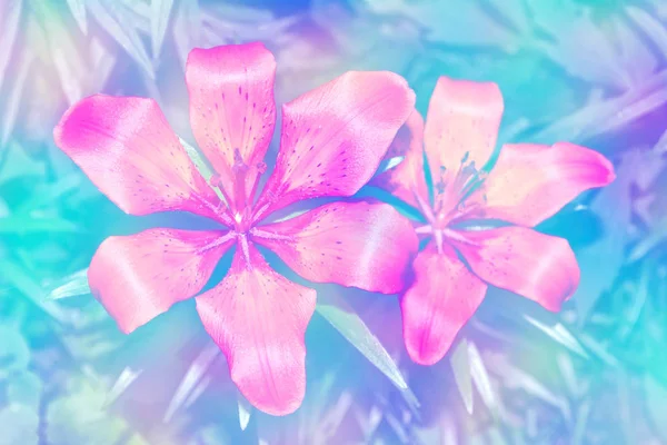 Flores de lírio brilhantes coloridas em um contexto das terras de verão — Fotografia de Stock
