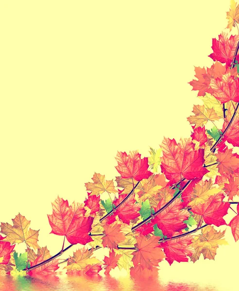 Autumn leaves isolated on yellow background. — Stock Photo, Image