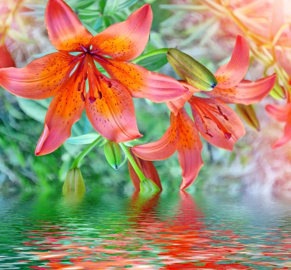 Färgglada ljusa lily blommor på en bakgrund av sommaren landar — Stockfoto