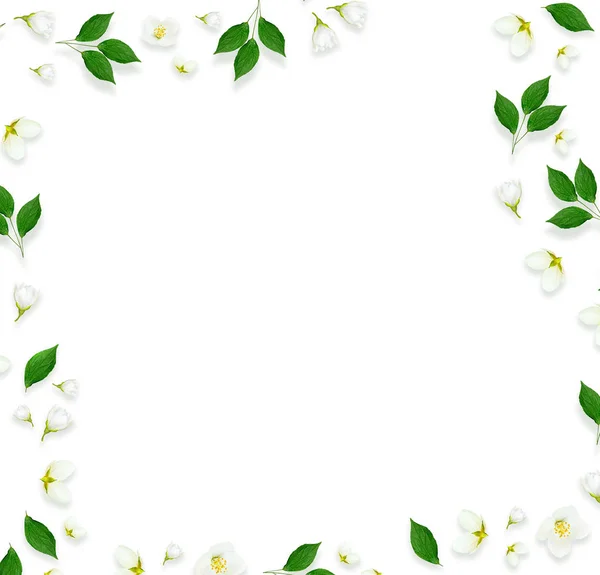 Twig bright white jasmine flowers. Spring composition. — Stock Photo, Image