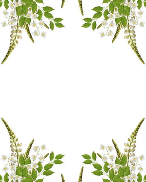 Lupinen schöne Blumen auf weißem Hintergrund — Stockfoto