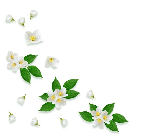 Gally fényes fehér jázmin virágok. Tavaszi kompozíció. — Stock Fotó