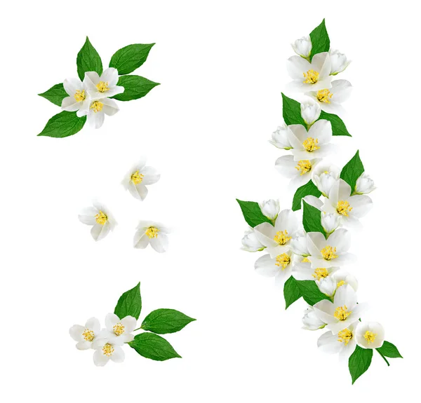Twig helder witte jasmijn bloemen. Samenstelling van de lente. — Stockfoto