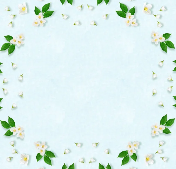 Twig bright white jasmine flowers. Spring composition. — Stock Photo, Image