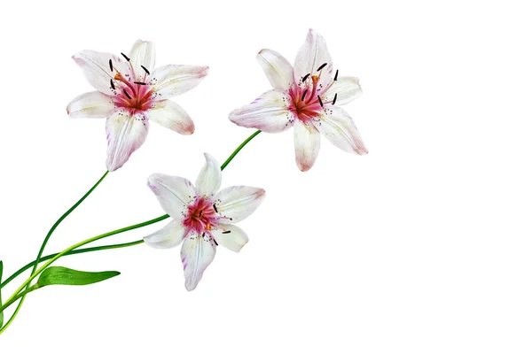 Flower lily isolated on white background. summer — Stock Photo, Image