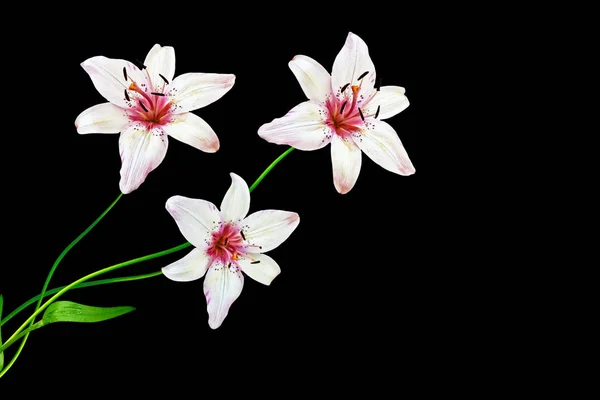 Lirio de flores aislado sobre fondo negro. verano — Foto de Stock