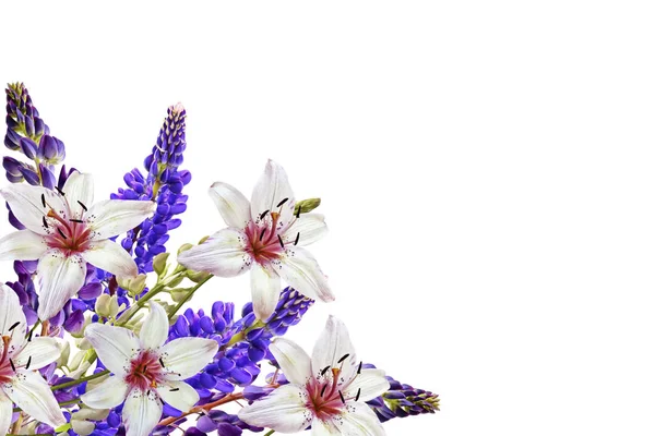 Lupini bellissimi fiori su uno sfondo bianco — Foto Stock