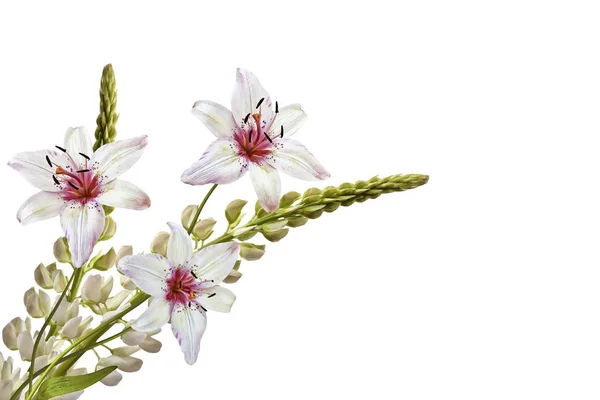 Lupines güzel çiçekler üzerinde beyaz bir arka plan — Stok fotoğraf