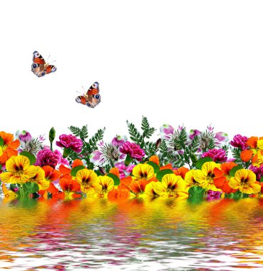 Beyaz arkaplanda izole çiçekler