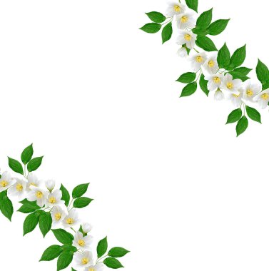 Beyaz Yasemin çiçeği. 