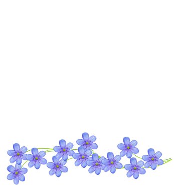 bahar beyaz zemin üzerine izole kardelen çiçek. 