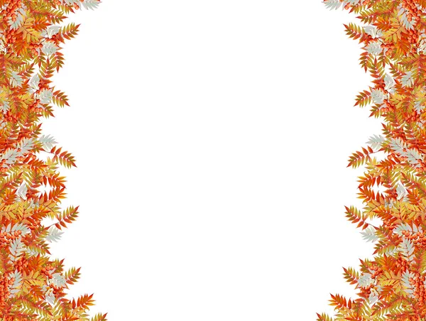 Барвисті осінні листя ізольовані на білому тлі. Індійська сум — стокове фото