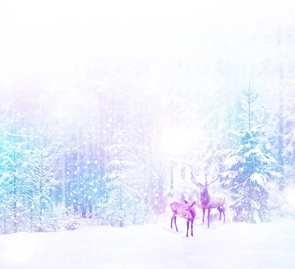 Donmuş orman. Kış manzarası. Karla kaplı ağaçlar. geyik — Stok fotoğraf