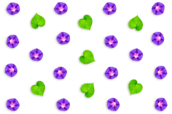 Petunie isolate su sfondo bianco. Fiori colorati . — Foto Stock