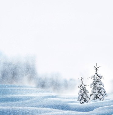  Donmuş orman. Kış manzarası. Karla kaplı ağaçlar. 