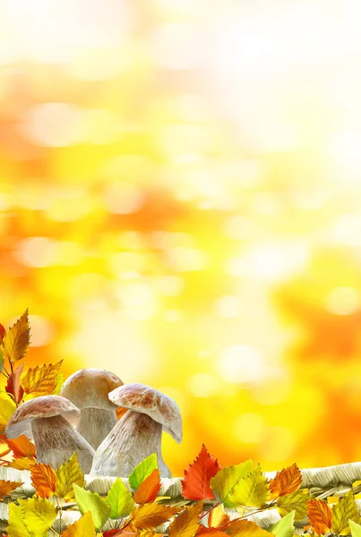美丽多彩的秋天树叶和蘑菇牛肝菌 — 图库照片