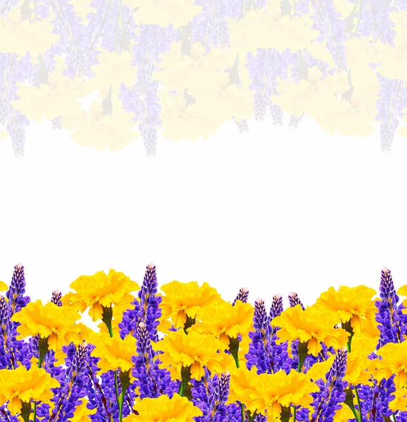 Яскраві барвисті квіти чорнобривці ізольовані на білому тлі — стокове фото