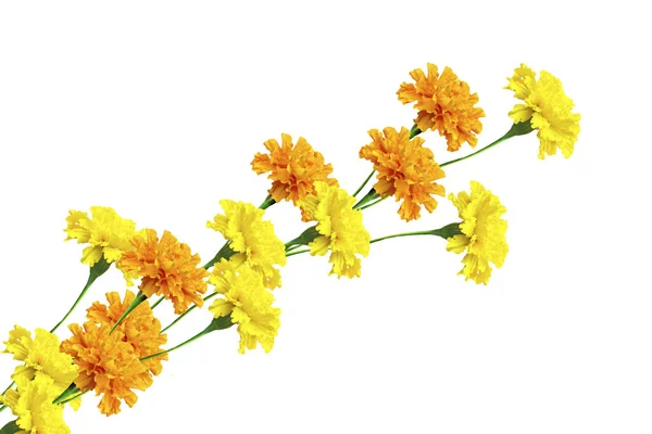 Bright colorful flowers marigolds isolated on white background — Stock Photo, Image