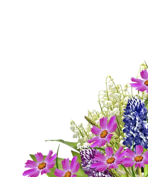 Lupines güzel çiçekler üzerinde beyaz bir arka plan — Stok fotoğraf