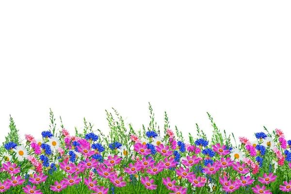 野花雏菊。夏日风景。白色的洋甘菊花 — 图库照片