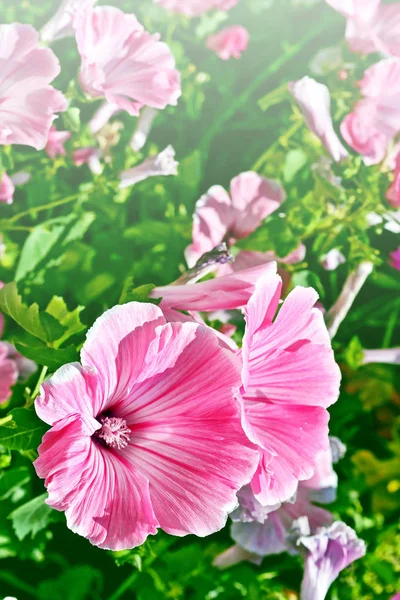 Rosa lavatela färgglada blommor på en bakgrund sommar landskap — Stockfoto
