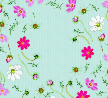 Cosmos çiçekler. Üstten Görünüm, düz yatıyordu. Kompozisyon.