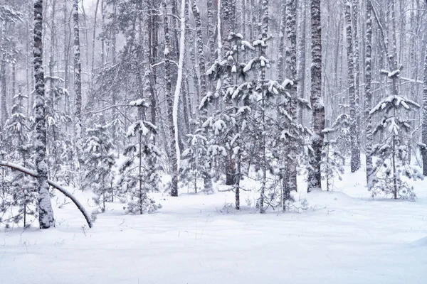 Forêt dans le gel. Paysage hivernal. Arbres couverts de neige. — Photo