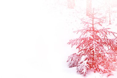  Donmuş orman. Kış manzarası. Karla kaplı ağaçlar. 