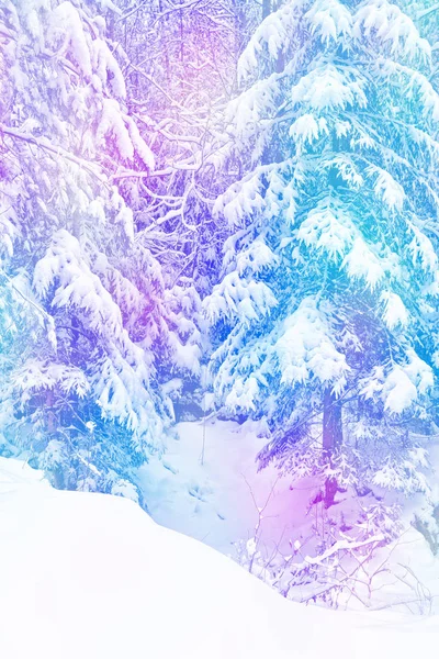Les v mrazu. Zimní krajina. Zasněžené stromy. — Stock fotografie